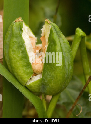 Louisiana iris - aprire pod di seme che cresce su pianta che mostra i semi all'interno Foto Stock