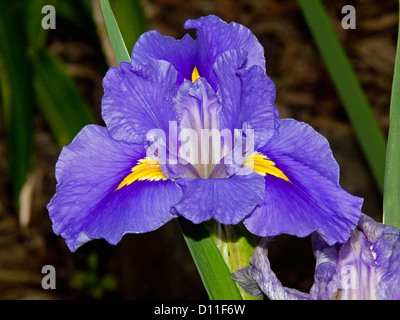 Louisiana iris - bright porpora e giallo fiore con foglie Foto Stock