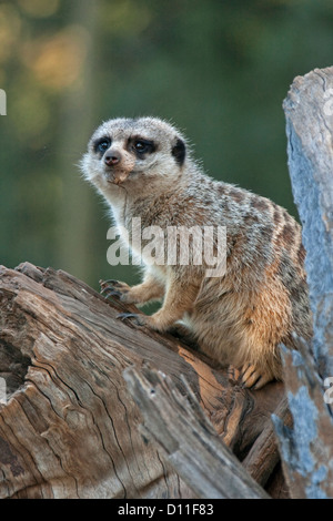 Meerkat sul log al Taronga Western Plains Zoo a Dubbo, NSW Australia Foto Stock