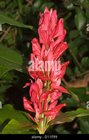 Spike di colore rosso brillante fiori e fogliame di Megaskepasma erythroclamys - Brasiliano mantello rosso, un sub tropicale arbusto a fioritura Foto Stock