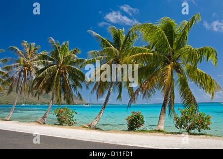 Laguna blu sul bordo dell'Oceano Pacifico con palme di cocco e hibiscus presso l'isola di Moorea , Tahiti Foto Stock