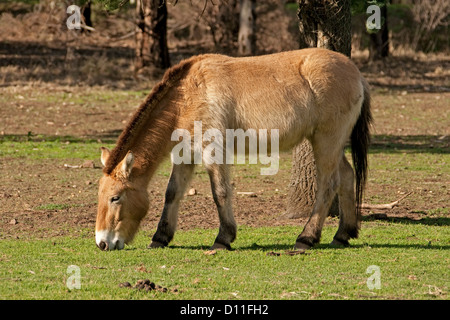 Przhewalski pascolo cavalli al Taronga Western Plains Zoo, Dubbo, NSW Australia Foto Stock