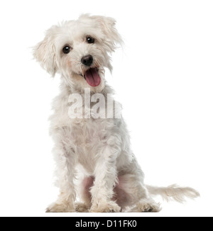 Cane Maltese, 3 anni, seduto e guardando la telecamera contro uno sfondo bianco Foto Stock