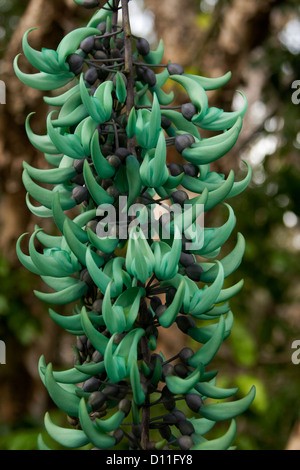 Racemo di blu turchese /fiori verdi della vite di giada - Strongylodon macrobotrys, un sub tropicale della vigna Foto Stock