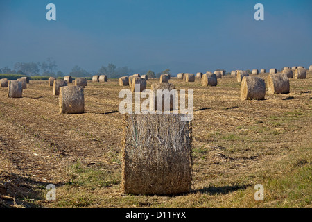 Vasto campo con numerose balle rotonde di canna da zucchero di telone dopo il raccolto su una canna da zucchero piantagione / Agriturismo sotto il cielo blu Foto Stock