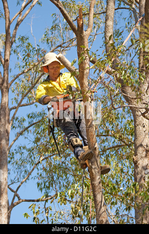 Struttura professionale potatore, arborist, indossare abbigliamento di sicurezza e protezione per le orecchie e casco di arrampicata in treeand rami di taglio con sega a mano e chainsaw Foto Stock