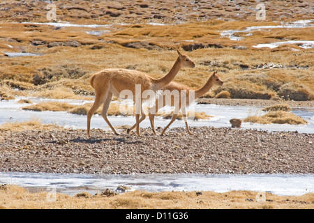 Due vicuna in bofedales paludosa con acqua e ghiaccio in Lauca National Park, la catena delle Ande, Cile settentrionale e America del Sud Foto Stock