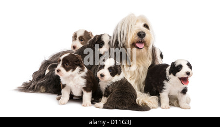 Barbuto Cuccioli Collie, di 6 settimane, che si trova intorno alla loro madre contro uno sfondo bianco Foto Stock