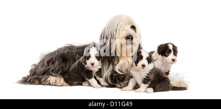 Barbuto Cuccioli Collie, di 6 settimane, che si trova intorno alla loro madre contro uno sfondo bianco Foto Stock