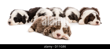 Gruppo di barbuto Cuccioli Collie, 6 settimane di età, dormendo contro uno sfondo bianco Foto Stock