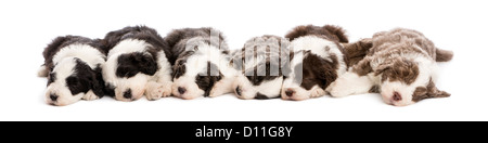Gruppo di barbuto Cuccioli Collie, 6 settimane di età, dormendo in una fila contro uno sfondo bianco Foto Stock