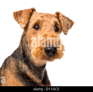 Close-up di un Airedale Terrier guardando lontano contro lo sfondo bianco Foto Stock