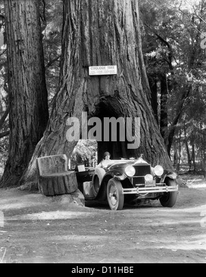 1930s donna alla guida di auto convertibili attraverso l'apertura in Sequoia gigante tronco di albero albero di COOLIDGE MENDOCINO CALIFORNIA Foto Stock