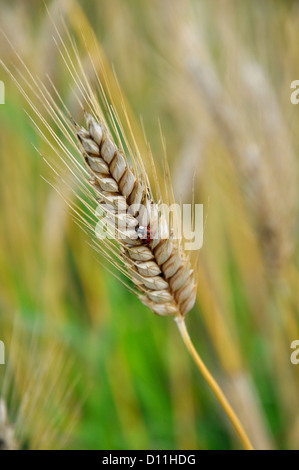In Germania, in Baviera, Orecchio di orzo con lady beetle Foto Stock