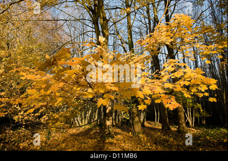 Colori dell'autunno in legno Rewell vicino a Arundel, West Sussex, Regno Unito Foto Stock