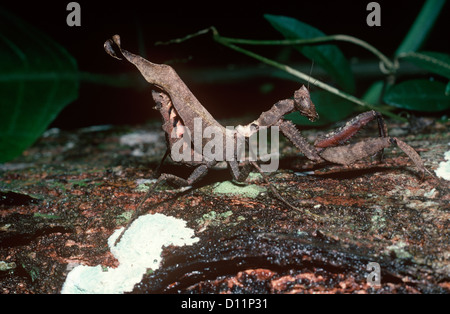 Dead-leaf mantis (Acanthops falcata) femmina nella foresta pluviale Trinidad Foto Stock