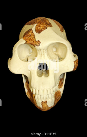 "Lucia' Australopithecus afarensis Foto Stock