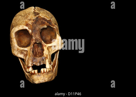 'The Hobbit' Homo floresiensis Foto Stock