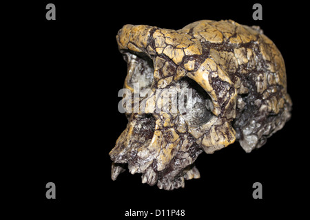 Sahelanthropus tchadensis Foto Stock