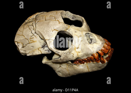 Il proconsole africanus cranio Foto Stock