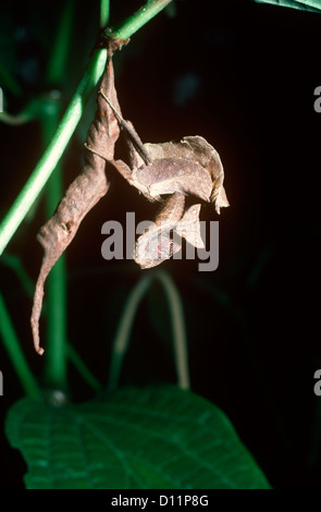 Dead-leaf mantis (Acanthops falcata) femmina sulla seduta e custodire il suo caso di uovo (ootheca) nella foresta pluviale, Perù Foto Stock