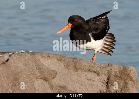 Eurasian Oystercatcher Haematopus ostralegus Reykjavik Islanda Europa Foto Stock