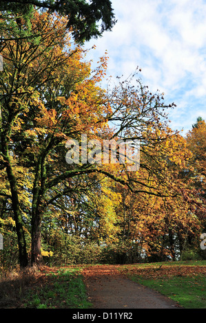 I colori dell'autunno su Terwilliger Boulevard, Portland, O 121102 30676 Foto Stock