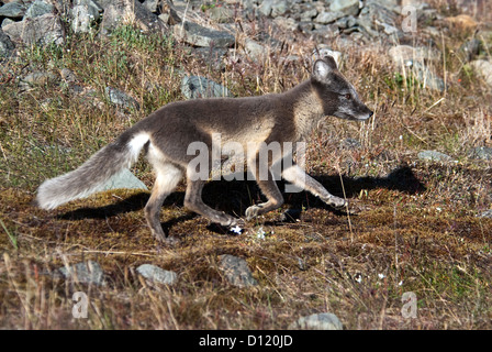 Arctic Fox Vulpes vulpes lagopus Longyearbyen Spitsbergen in Norvegia Foto Stock