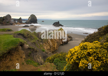 O00294-00...OREGON - Scotchbroom fiorire lungo la costa di Harris Beach State Park vicino a Brookings. Foto Stock