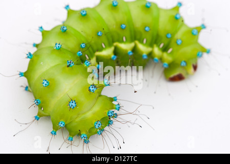 Caterpillar di un gigante di seta moth su sfondo bianco Foto Stock