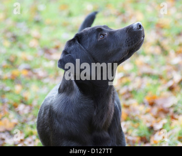 Il Labrador nero cucciolo attentamente guardando un gatto su un albero Foto Stock