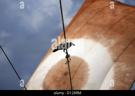 Corvi neri appollaiato sulla pesca barca manovre sul belvedere per sfridi a Negombo, Sri Lanka Foto Stock