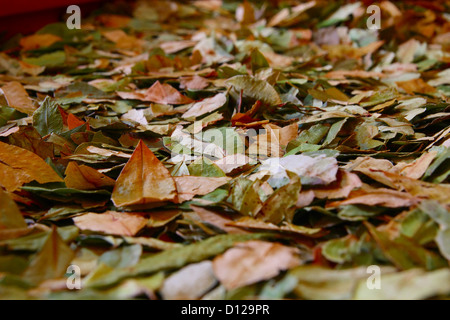 Foglie di Coca Foto Stock