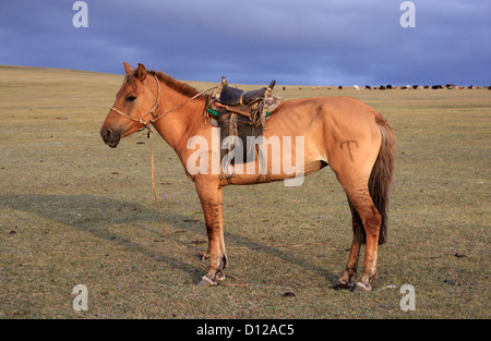 Nomade della cavallo in Tsambagarav Uul Parco Nazionale Foto Stock