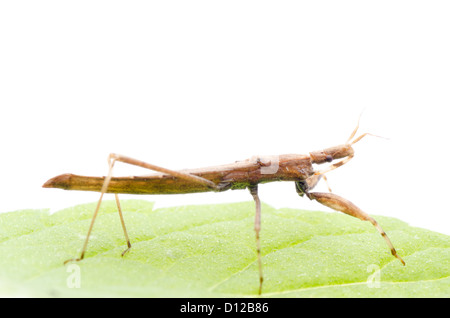 Gli insetti assassin bug su foglia verde Foto Stock