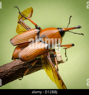 Curculione palm snout beetle su sfondo verde Foto Stock