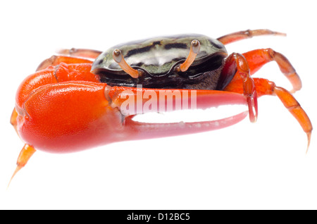 Animale fiddler crab isolati su sfondo bianco Foto Stock