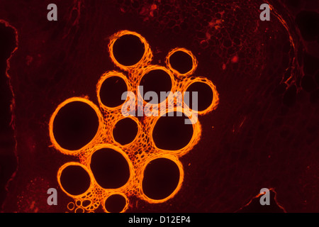 Micrografia tessuto vegetale, il gambo della zucca,con fluorescenza rossa Foto Stock