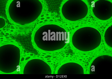 Micrografia tessuto vegetale, il gambo della zucca,con fluorescenza verde Foto Stock