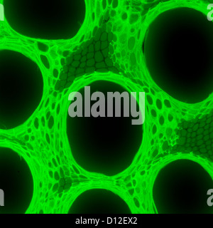 Micrografia tessuto vegetale, il gambo della zucca,con fluorescenza verde Foto Stock
