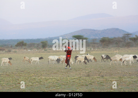 Masai pastore con la mandria, Regione di Arusha, Tanzania Africa Foto Stock