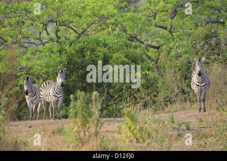 Zebra, Parco Nazionale di Arusha, Tanzania Africa Foto Stock