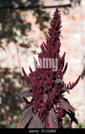 Enorme basilico decorativo fiori nel giardino Foto Stock