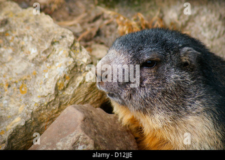 La marmotta alpina (Alpenmurmeltier) - Marmota marmota. Alpi, l'Austria, l'Europa. Foto Stock