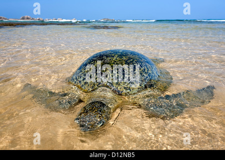 Tartaruga di mare. Hikkaduwa Sri Lanka Foto Stock