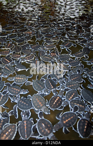 Turtle Hatchery. Kosgoda. Sri Lanka Foto Stock