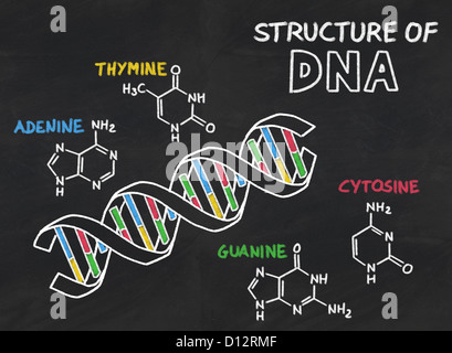 Struttura chimica del DNA su una lavagna Foto Stock