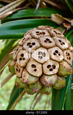 Pandanus boninensis (Tako no ki) frutta che bean ha mangiato da introdotto ratti, Chichijima, Isole Ogasawara, Tokyo, Giappone Foto Stock