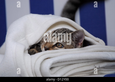 Junges Kätzchen, Britisch Kurzhaar, Tabby, schaut unter einer Wolldecke hervor, gattino, British Shorthair, sgombro Tabby, peeri Foto Stock