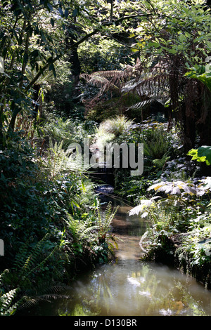 Flusso di giungla in esecuzione attraverso ABBOTSBURY giardini. DORSET UK. Foto Stock